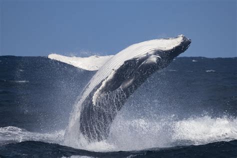 penis de baleine bleu|La baleine bleue a un pénis de 2,5 mètres et des testicules de 55。